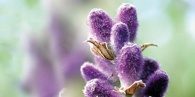 Wasserbettduft Lavendel auf �therischer Basis